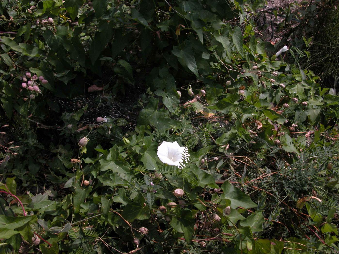 Bindweed, Greater plant